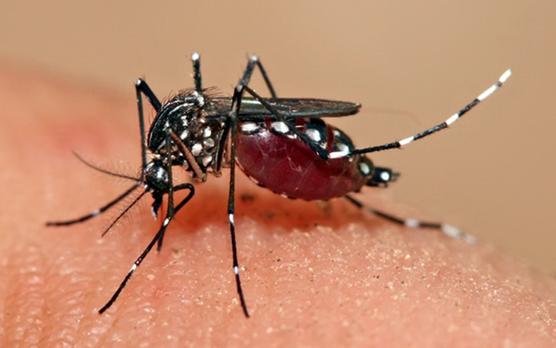 Dep-Ed mihingusog sa kampanya batok dengue sa mga tunghaan: KONTRA DENGUE