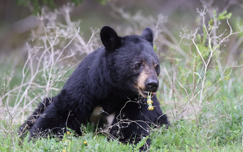 Bear helps itself to 60 cupcakes from Connecticut bakery, scares employees