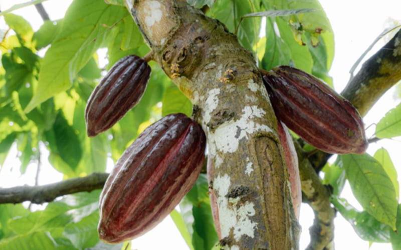 Catigbian mahimong manguna nga prodyuser sa cacao sa Bohol