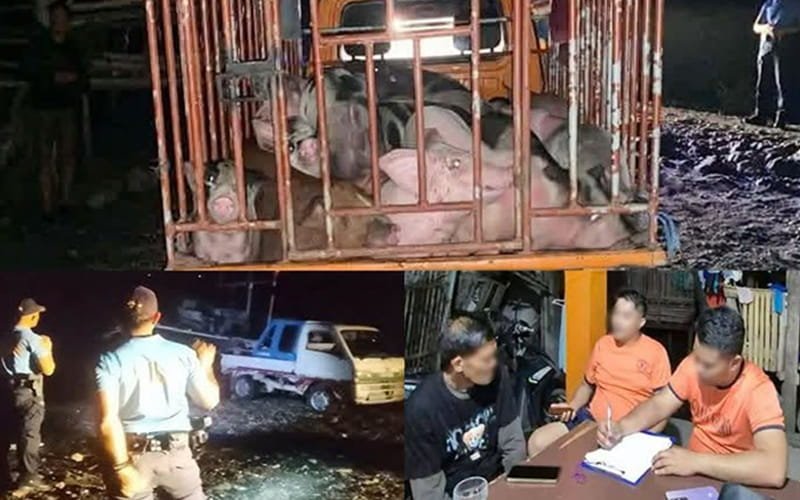 61 undocumented pigs intercepted in Getafe